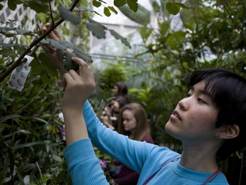 一名亚洲学生在温室里检查植物的叶子